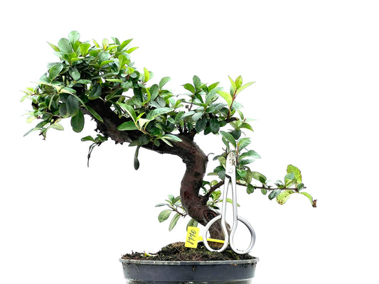 Pyracantha 1770