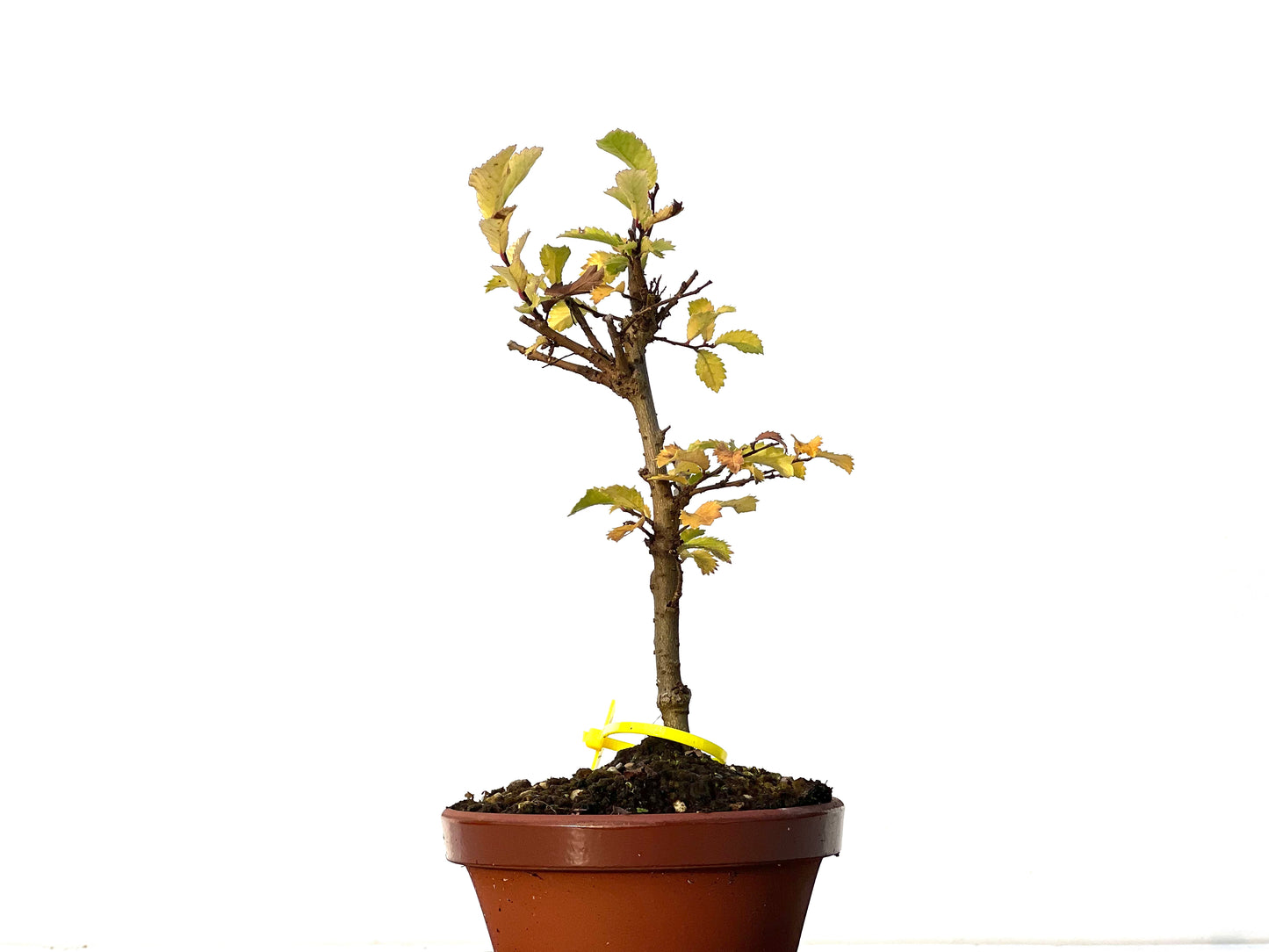 Olmo Nire Keyaki 3217