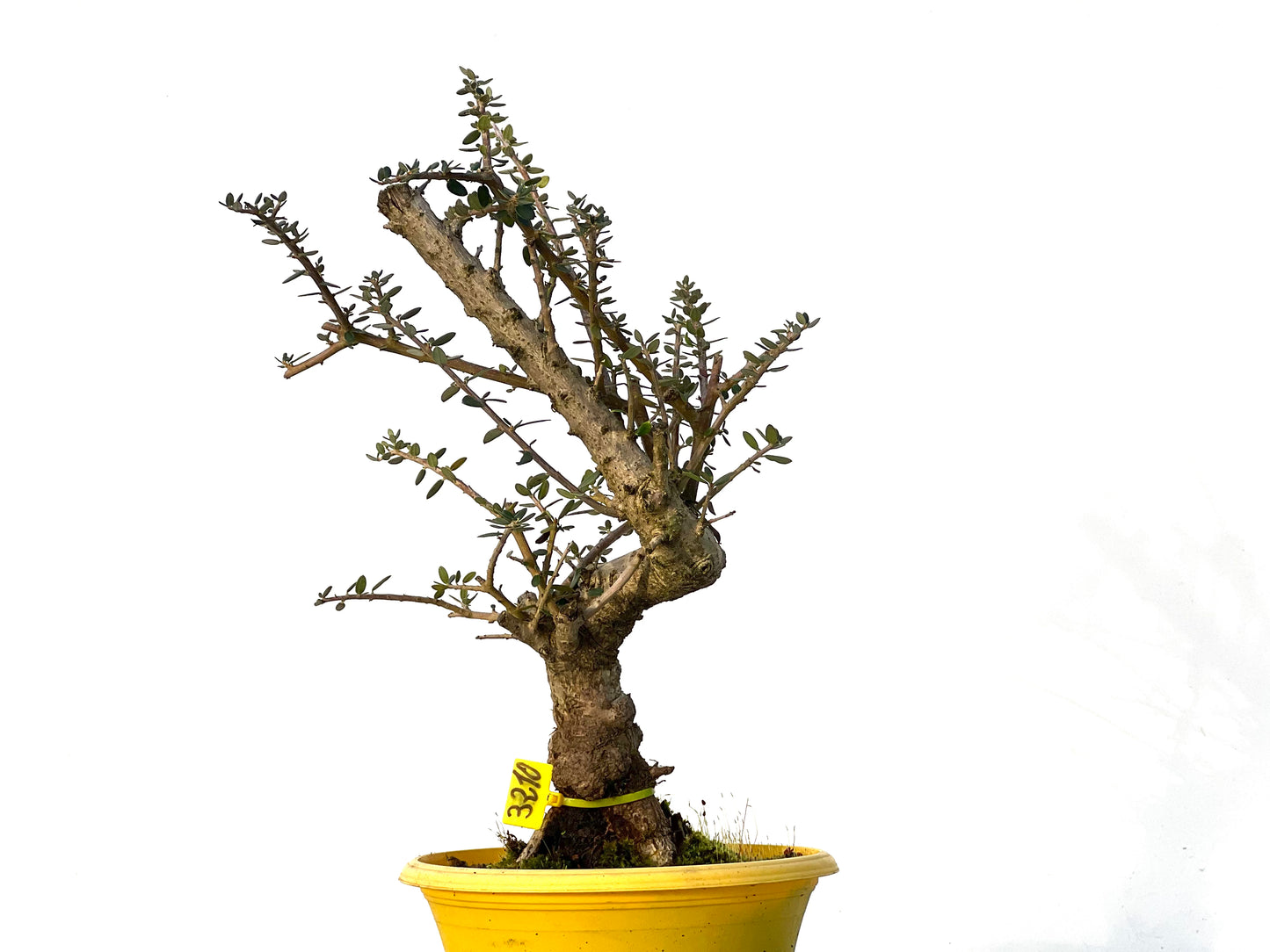 Olea Europaea Sylvestris 3210