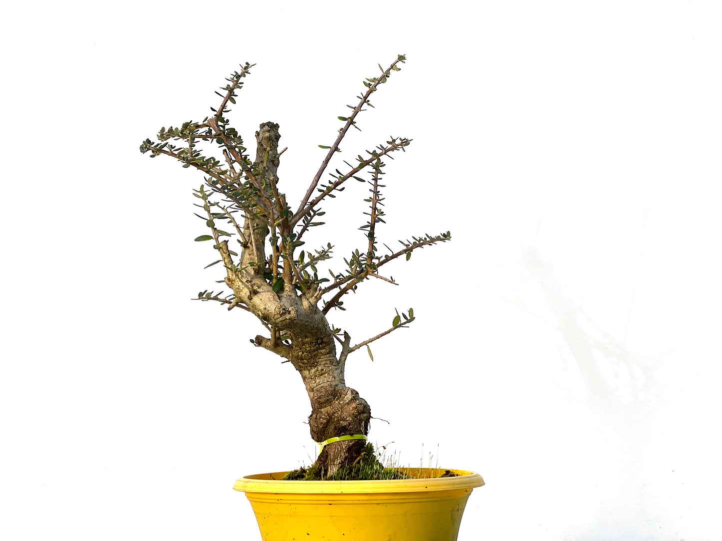 Olea Europaea Sylvestris 3210