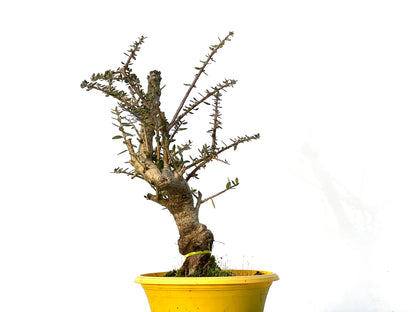 Olea Europaea Sylvestris 3210