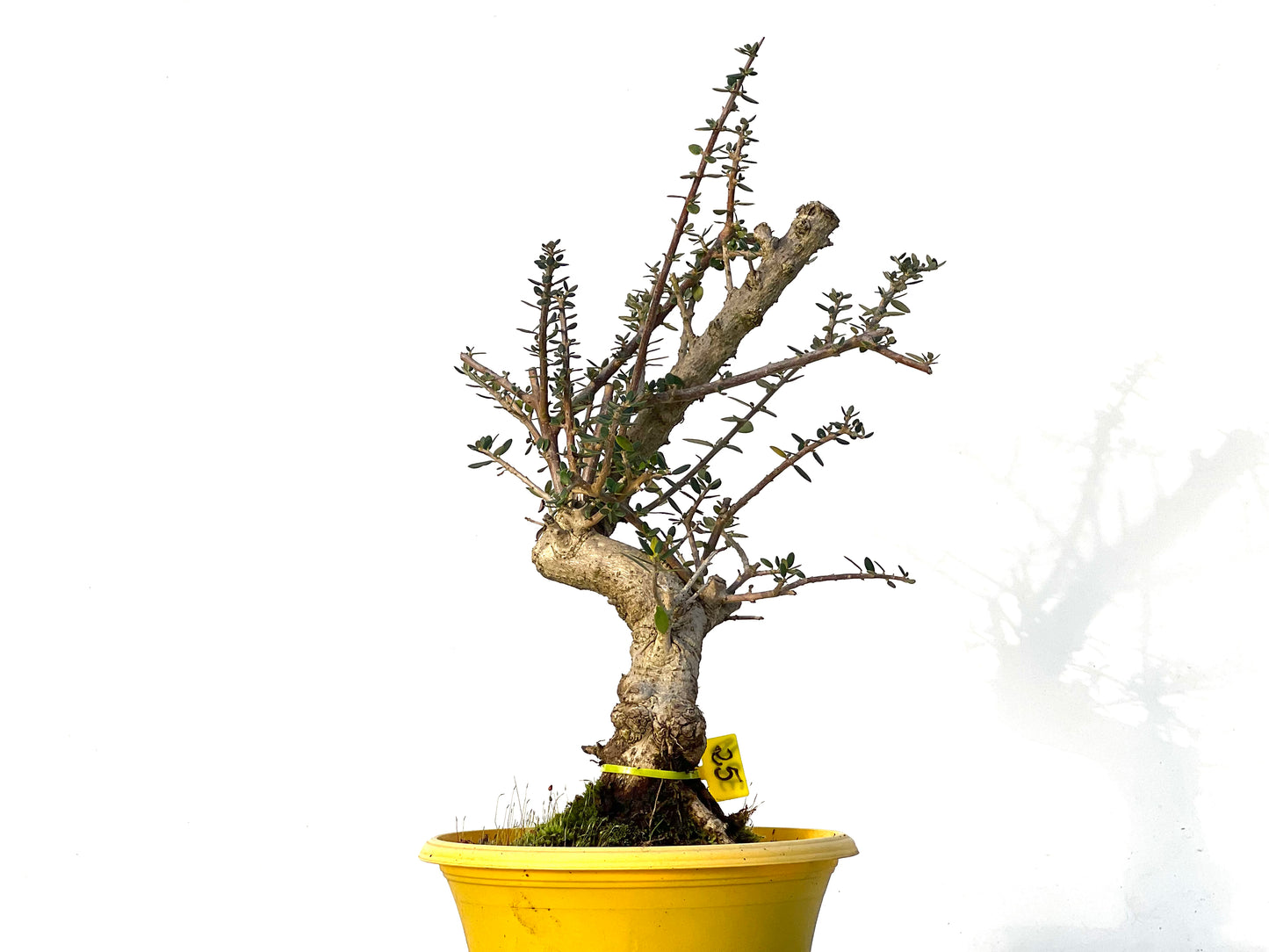 Olea Europaea Sylvestris 3210