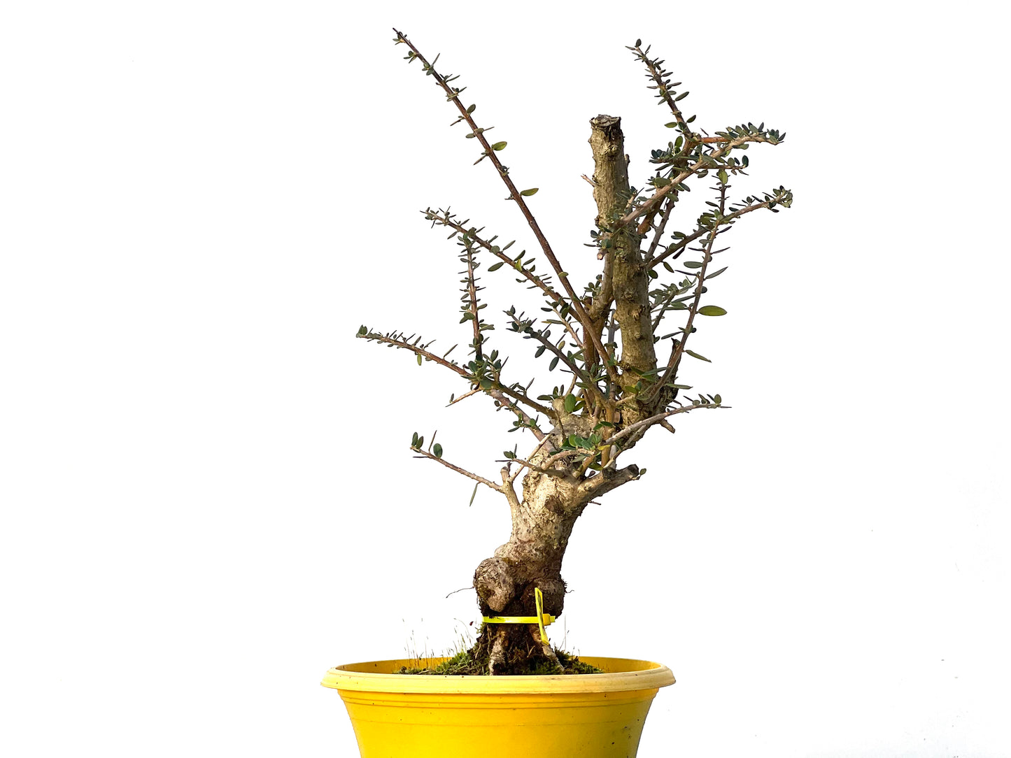 Olea Europaea Sylvestris 3210