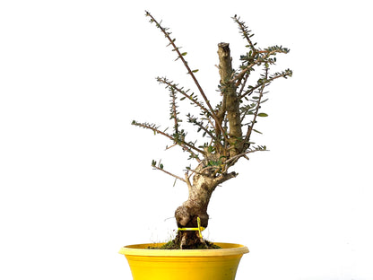 Olea Europaea Sylvestris 3210