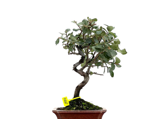 Quercus Suber 1774