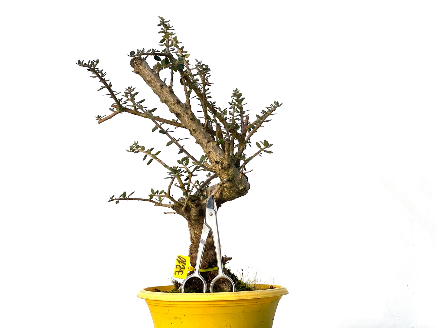 Olea Europaea Sylvestris 3210