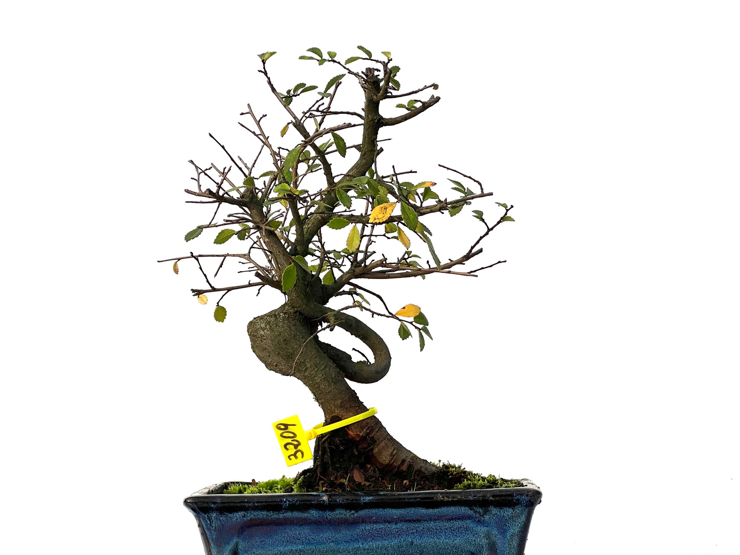 Ulmus Parvifolia 3209