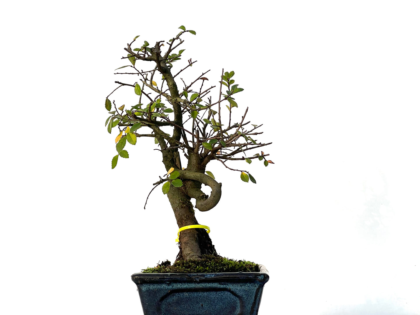 Ulmus Parvifolia 3209