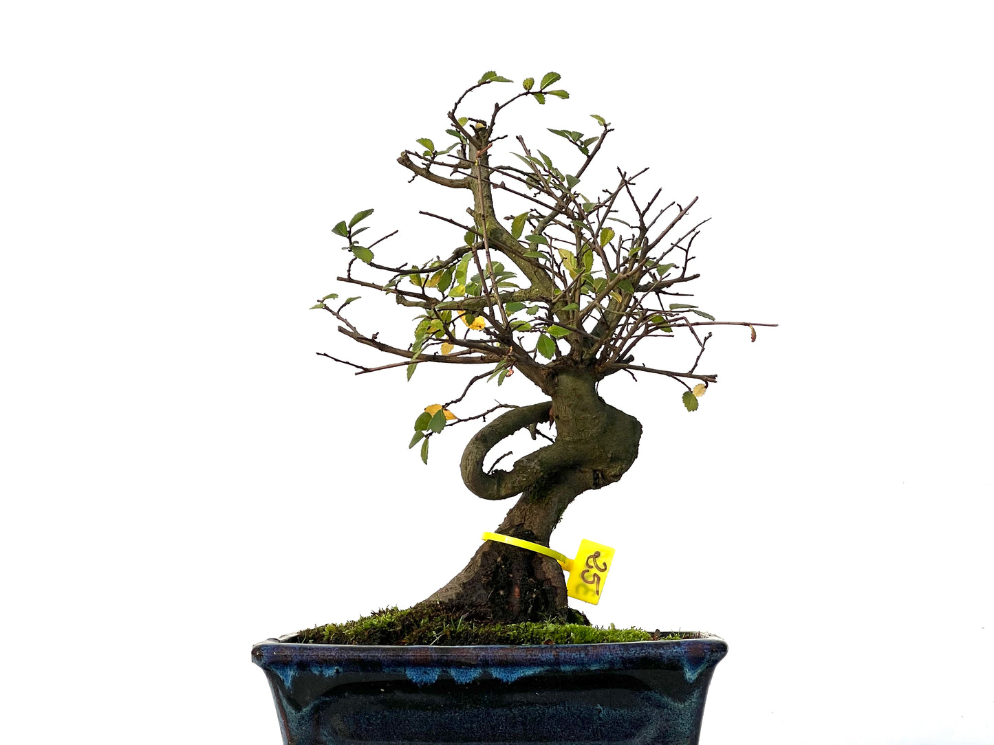 Ulmus Parvifolia 3209