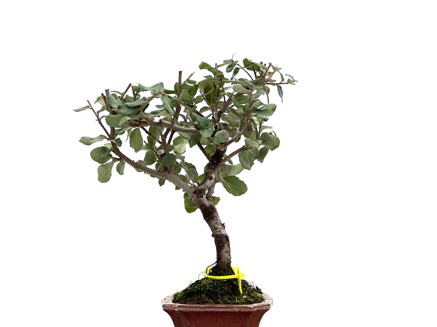 Quercus Suber 1774