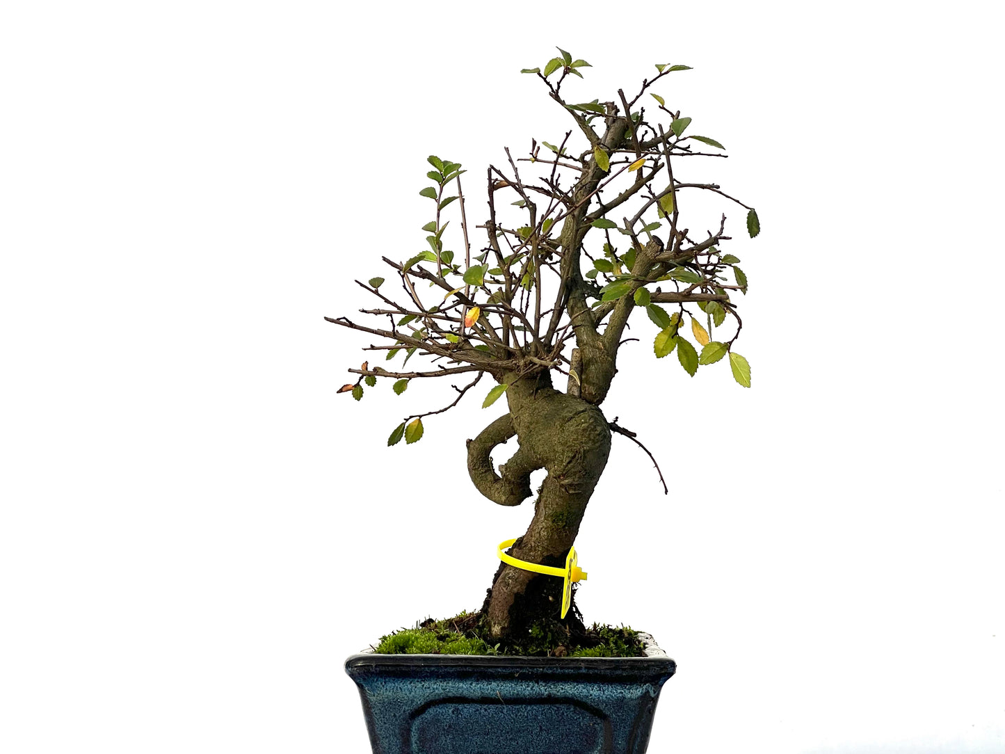 Ulmus Parvifolia 3209