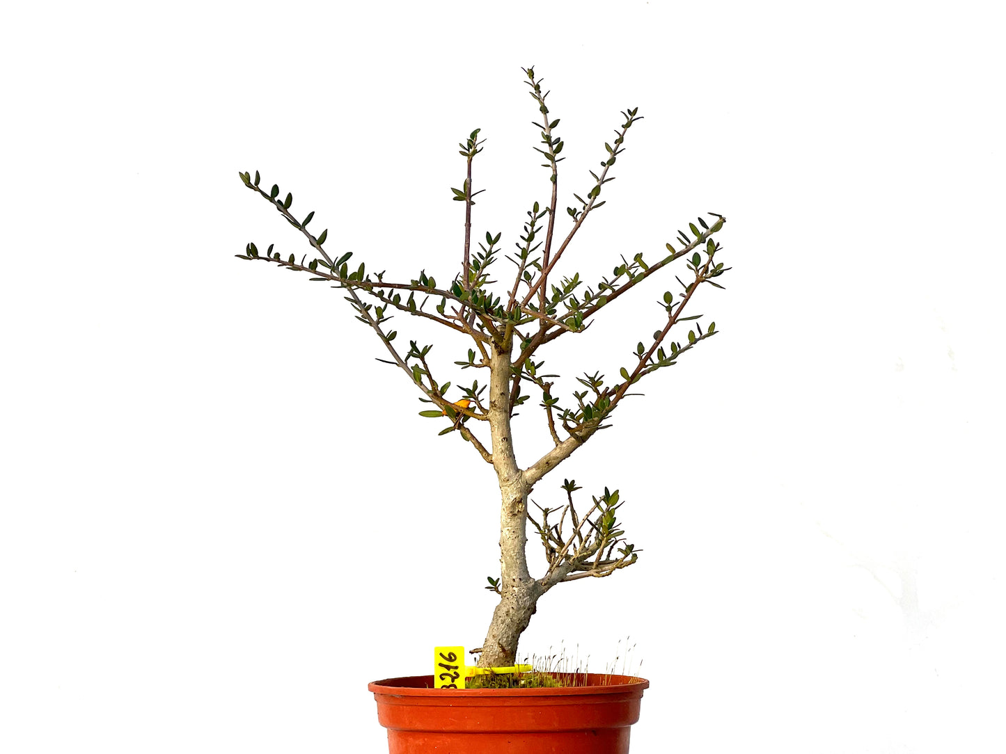 Olea Europaea Sylvestris 3216