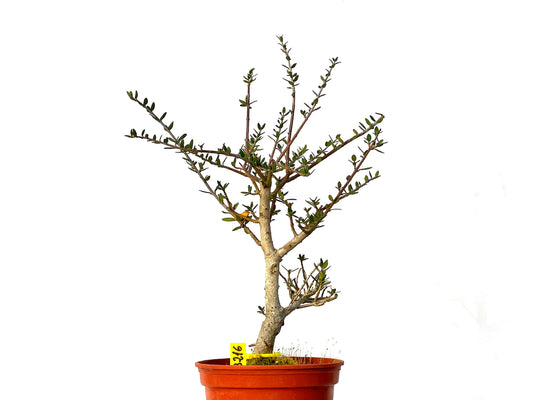 Olea Europaea Sylvestris 3216