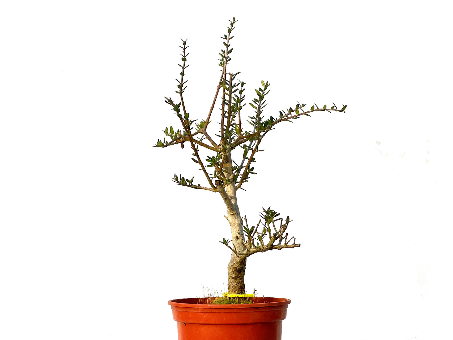 Olea Europaea Sylvestris 3216