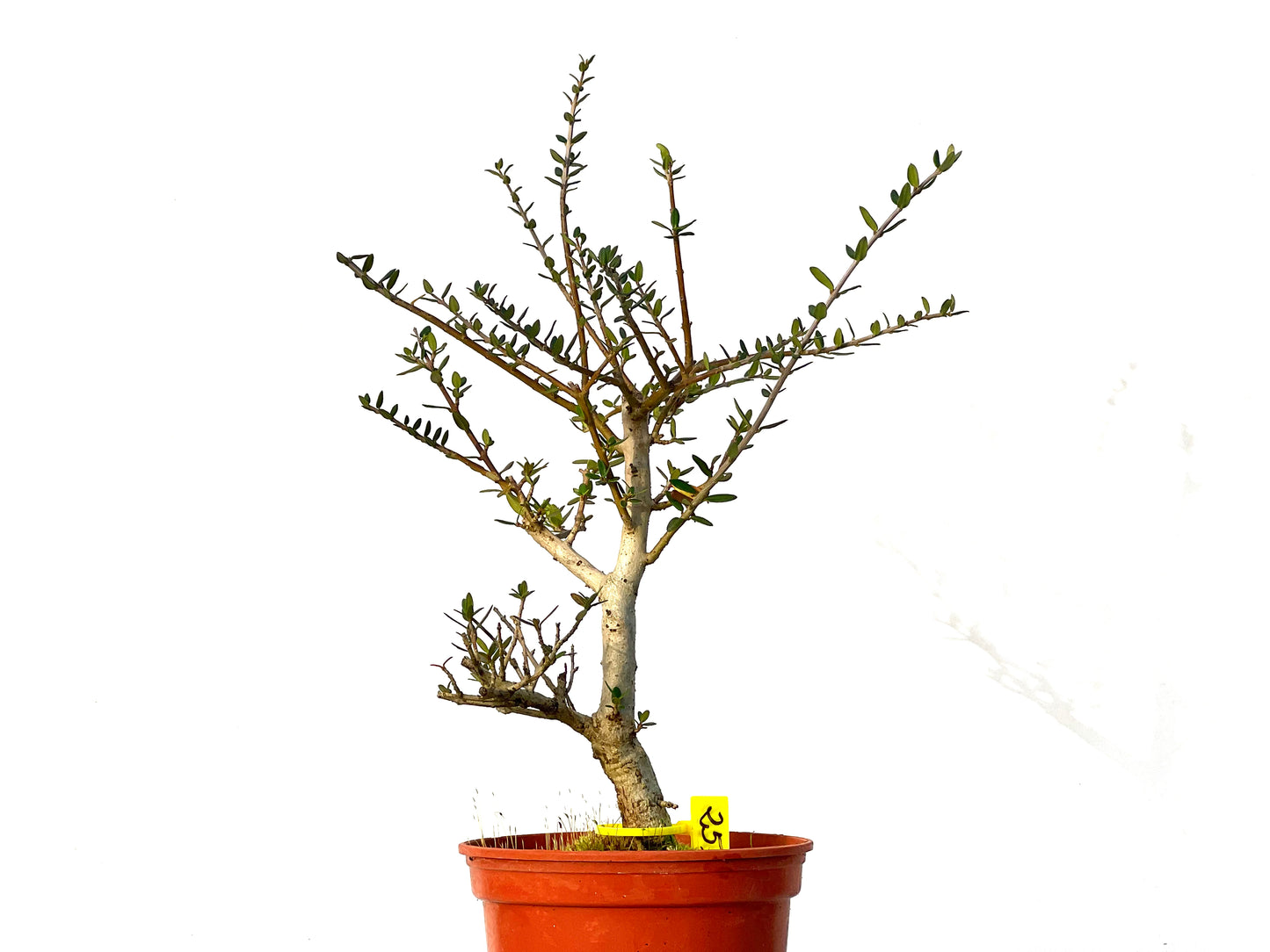 Olea Europaea Sylvestris 3216