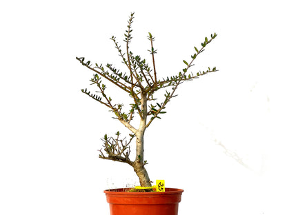 Olea Europaea Sylvestris 3216