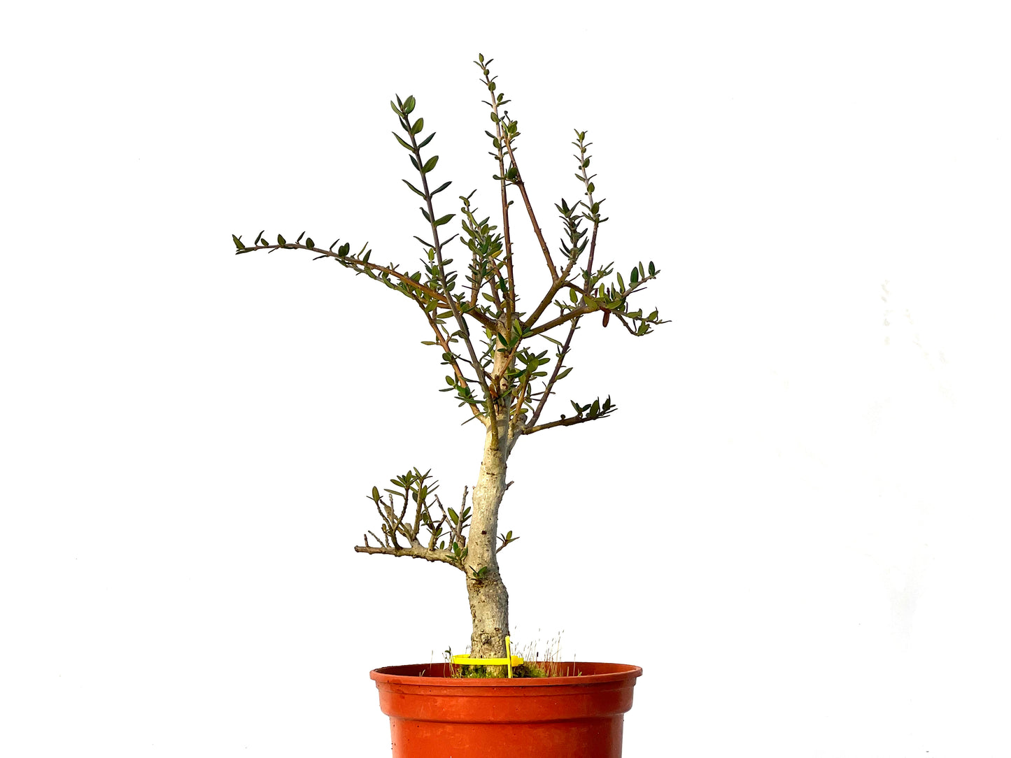 Olea Europaea Sylvestris 3216