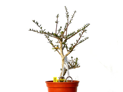 Olea Europaea Sylvestris 3216
