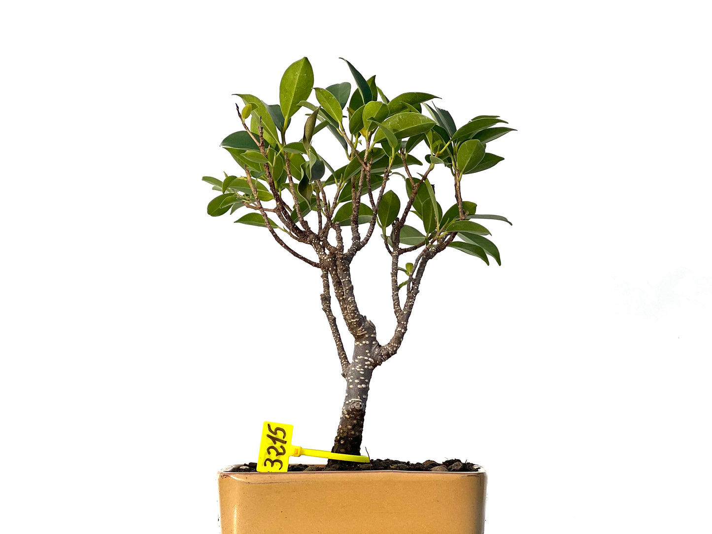 Ficus Tiger Bark 3215