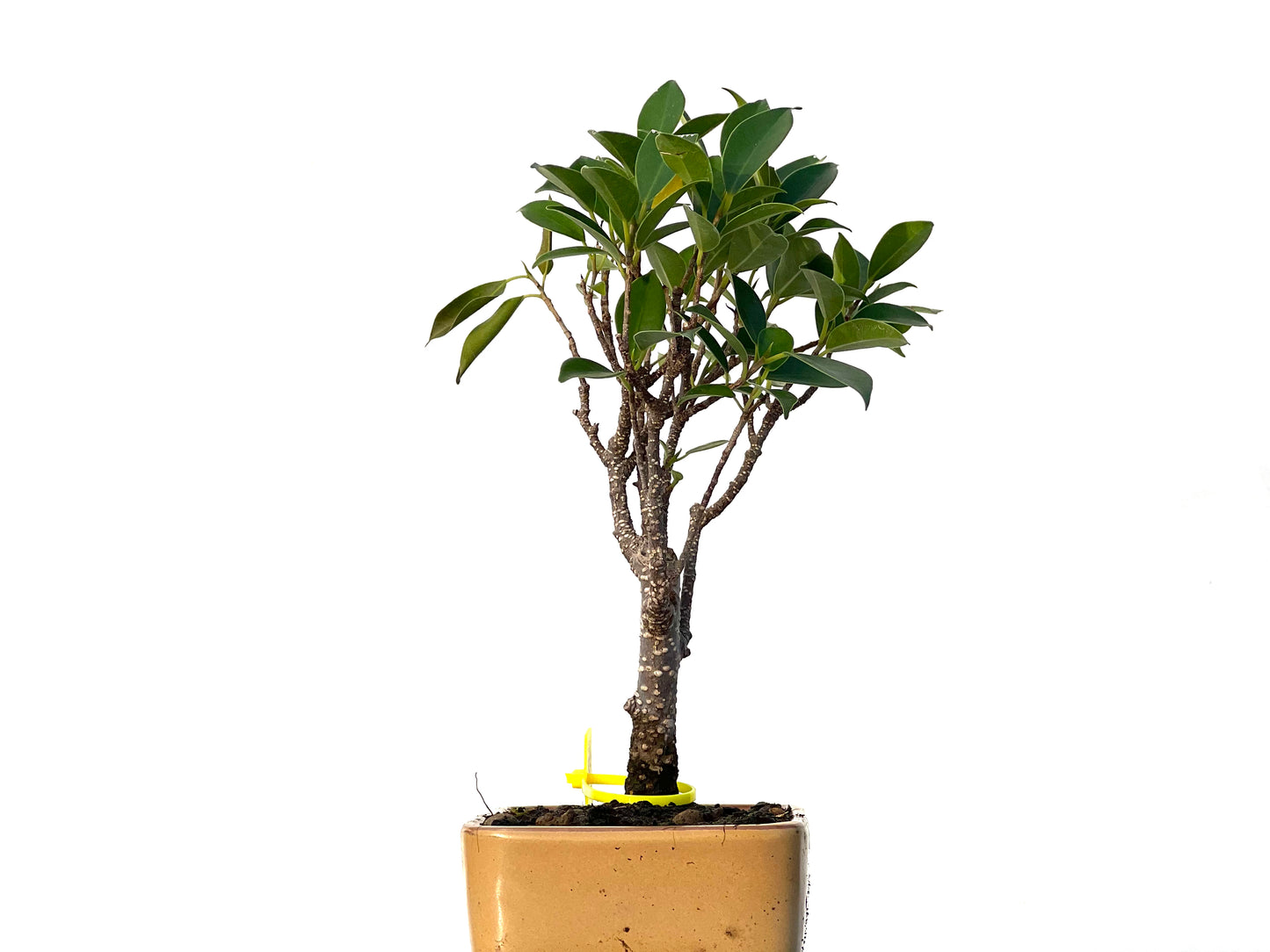 Ficus Tiger Bark 3215
