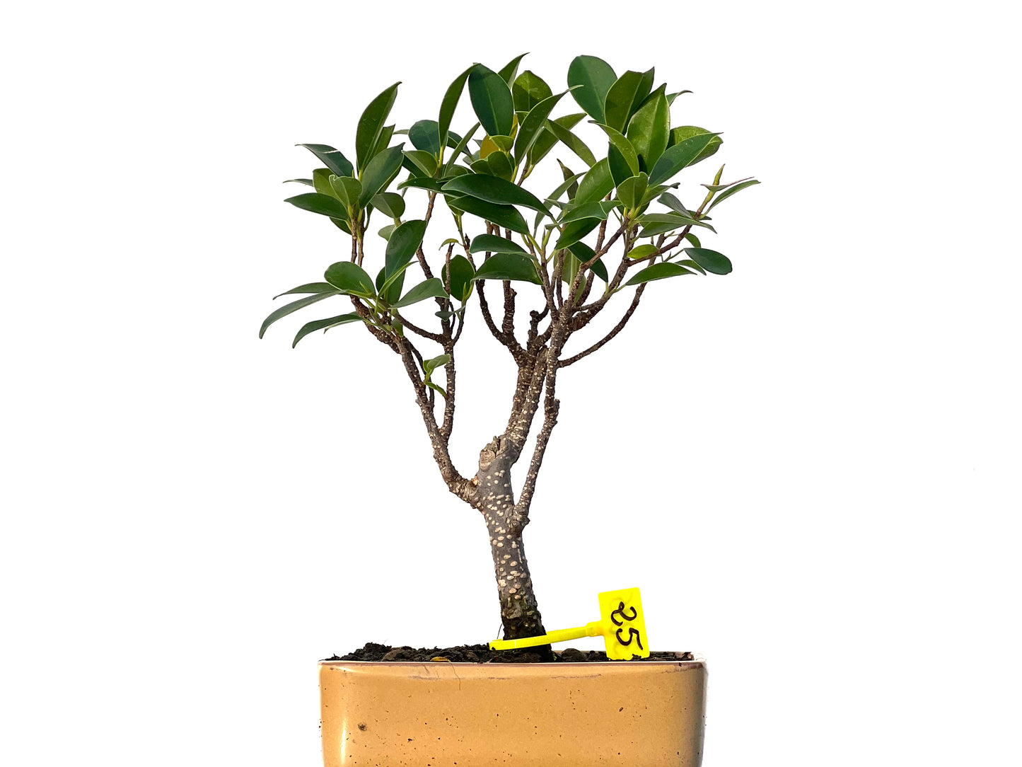 Ficus Tiger Bark 3215