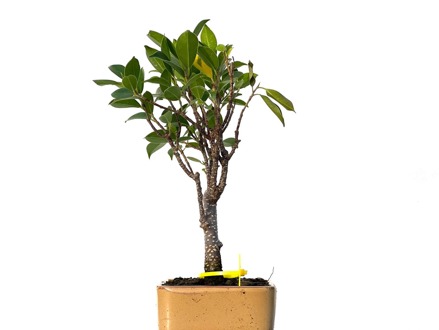 Ficus Tiger Bark 3215