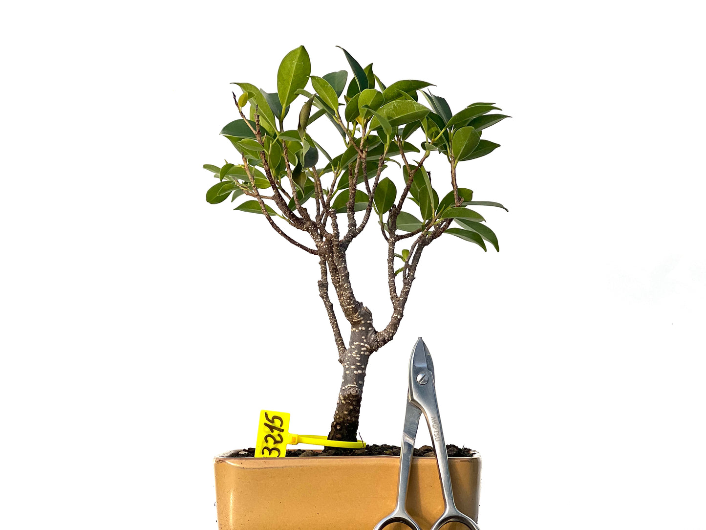 Ficus Tiger Bark 3215