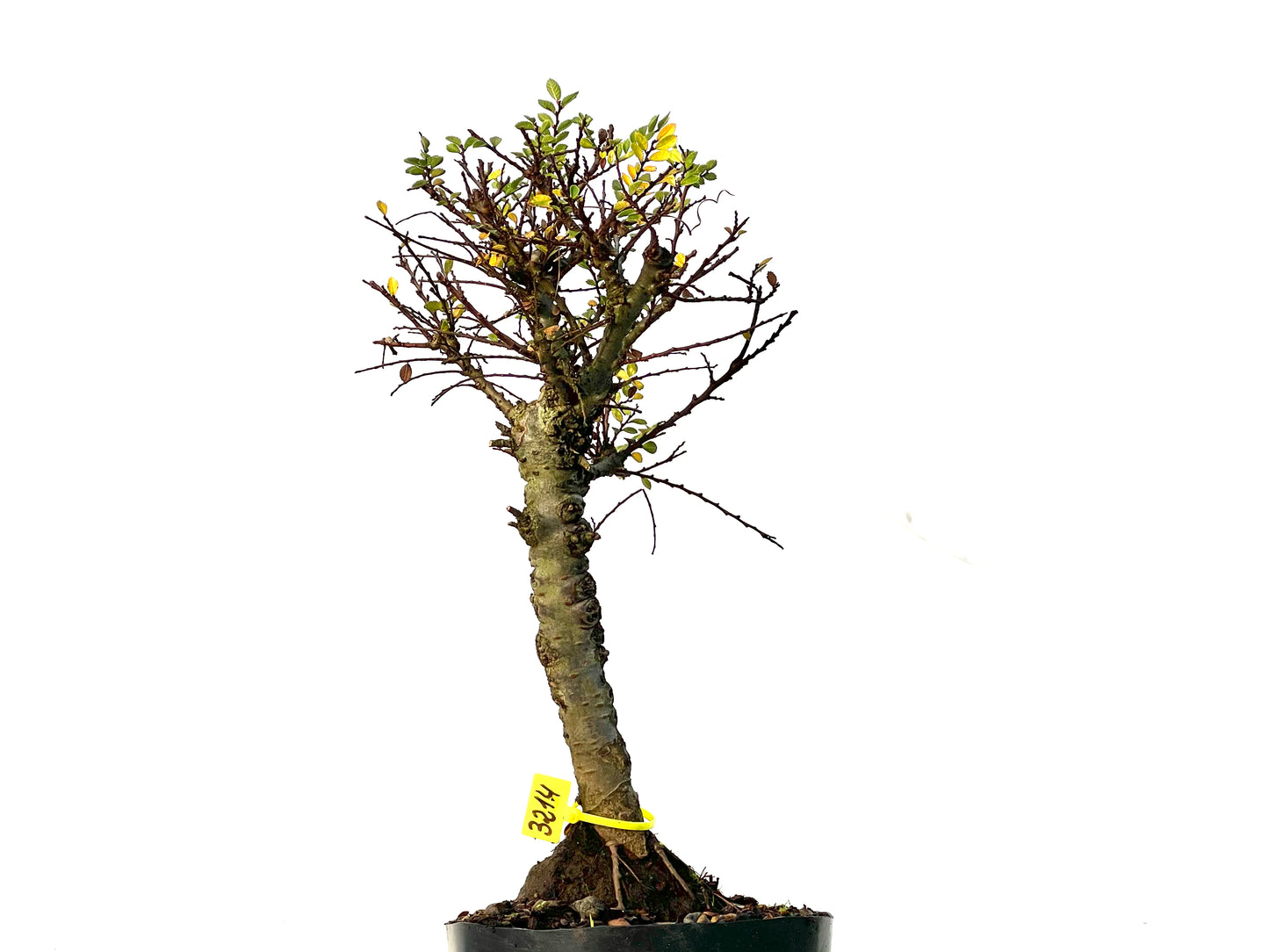 Ulmus Hokkaido 3214