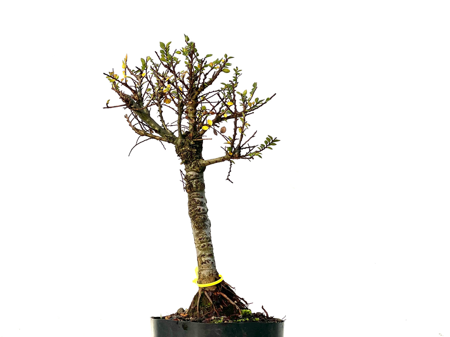 Ulmus Hokkaido 3214