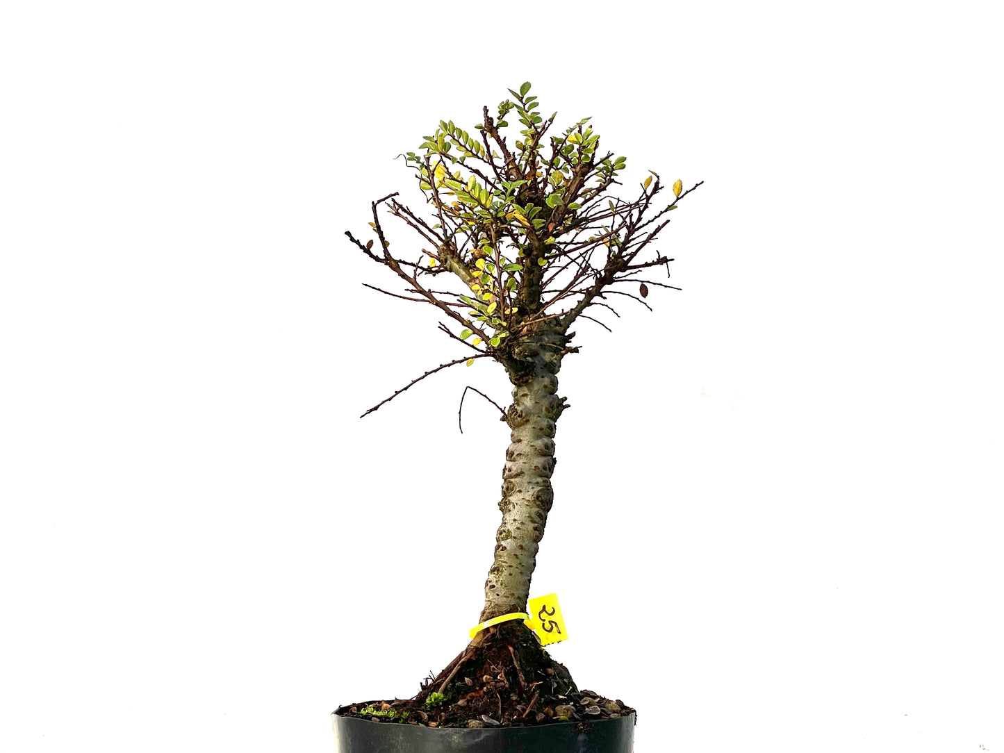 Ulmus Hokkaido 3214