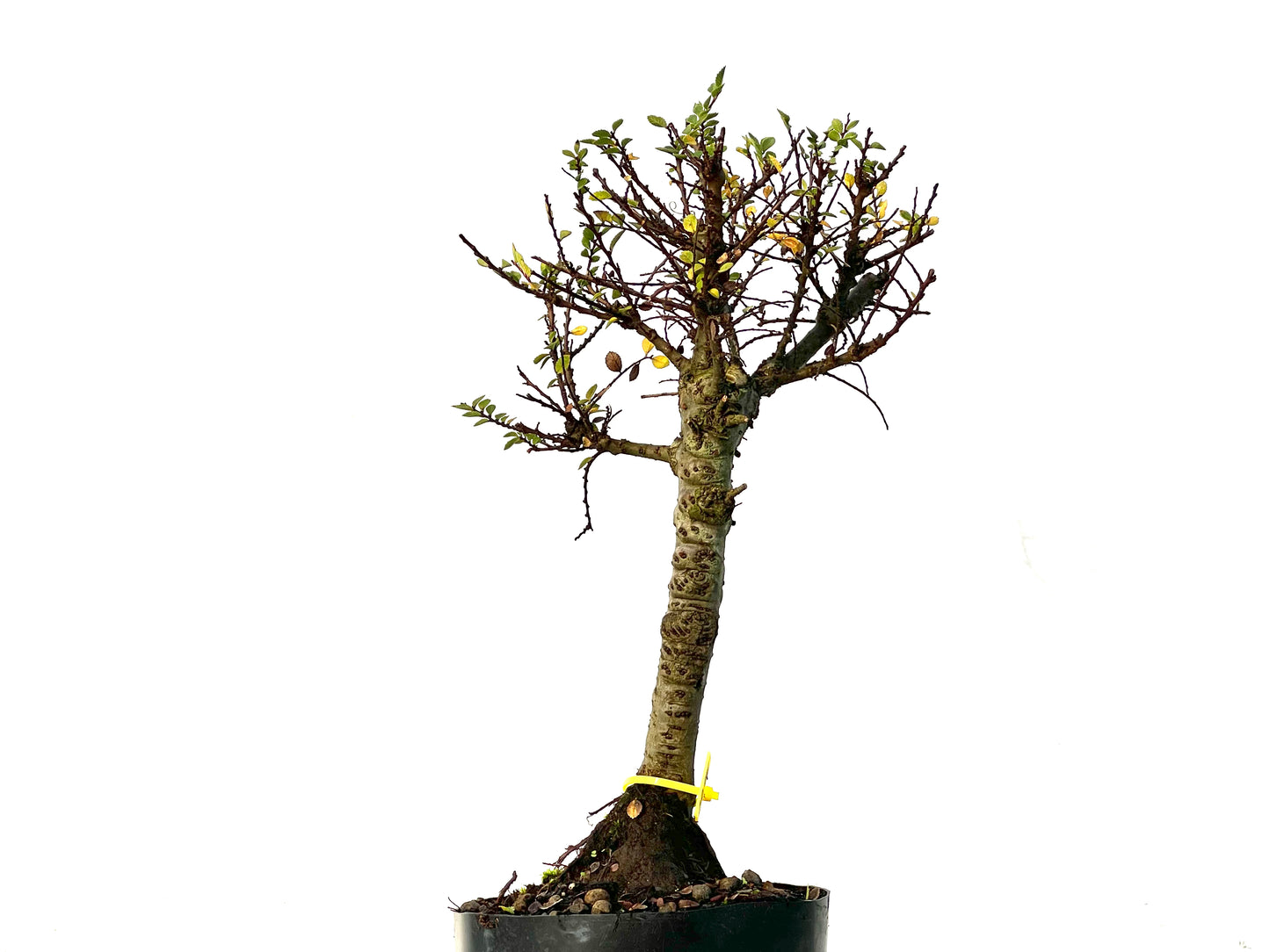 Ulmus Hokkaido 3214