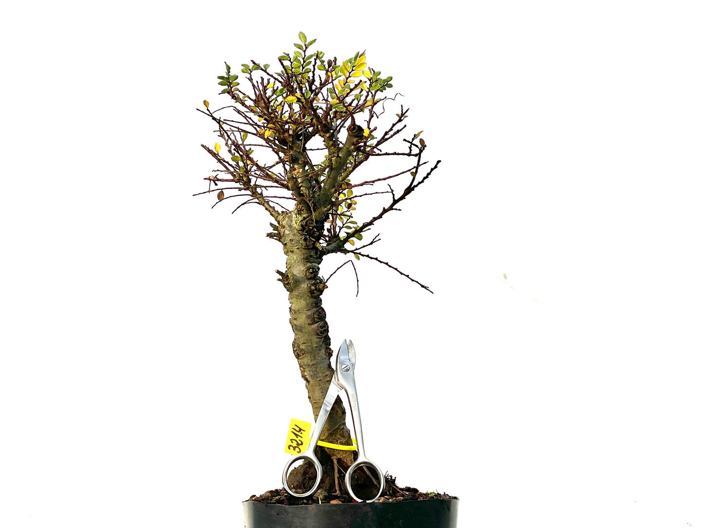 Ulmus Hokkaido 3214