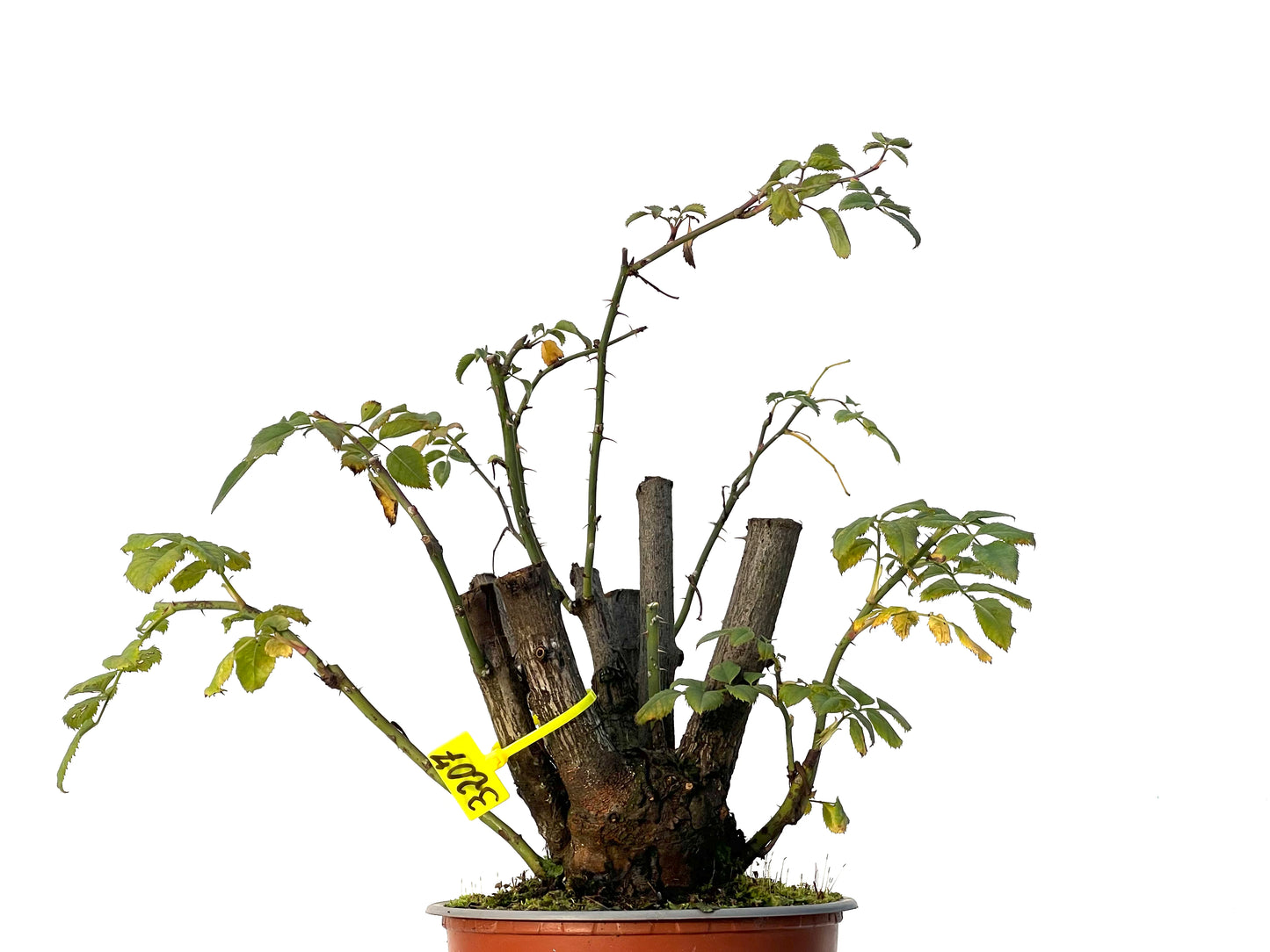 Rosa Canina 3207