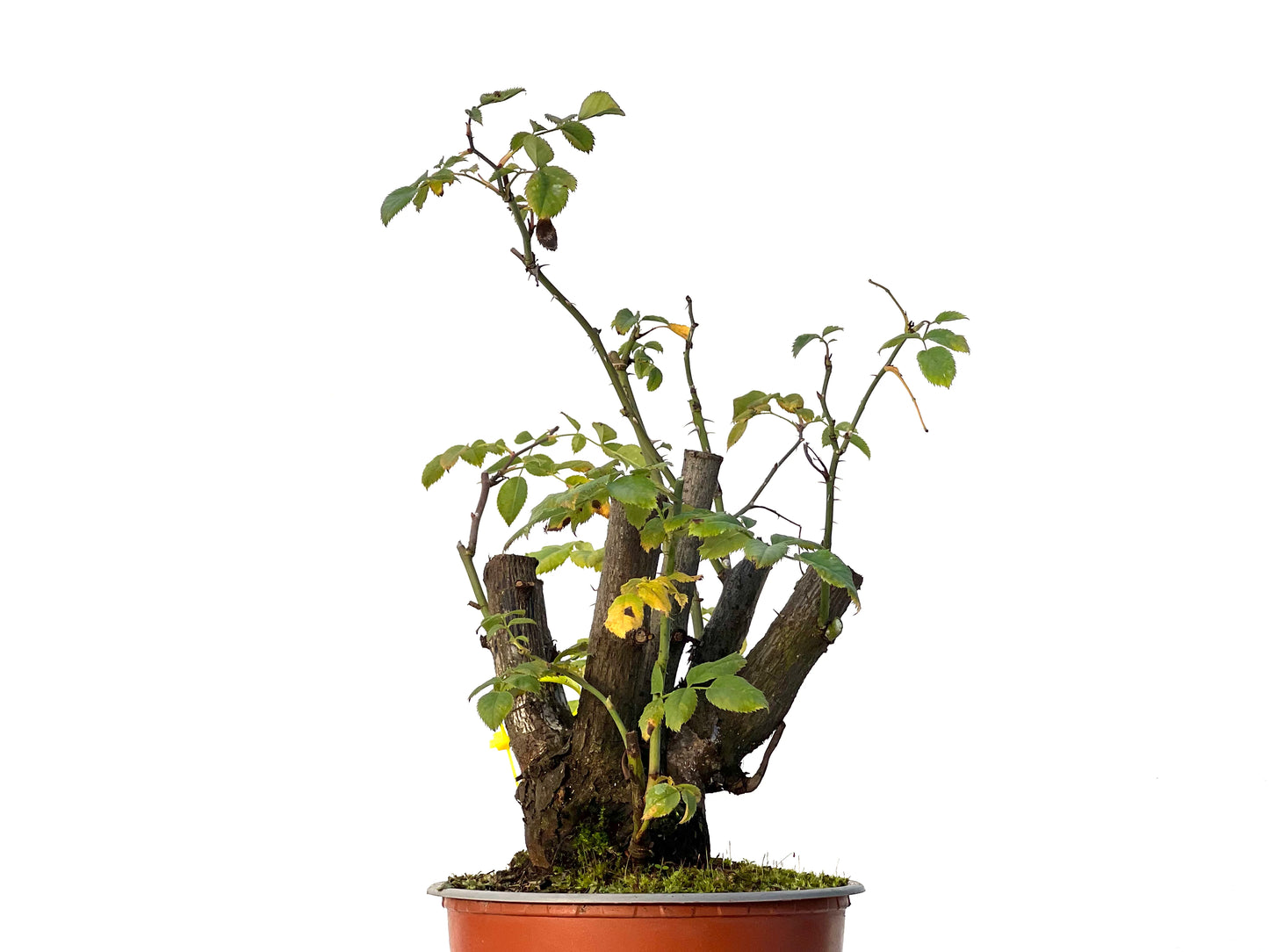 Rosa Canina 3207