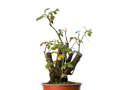 Rosa Canina 3207