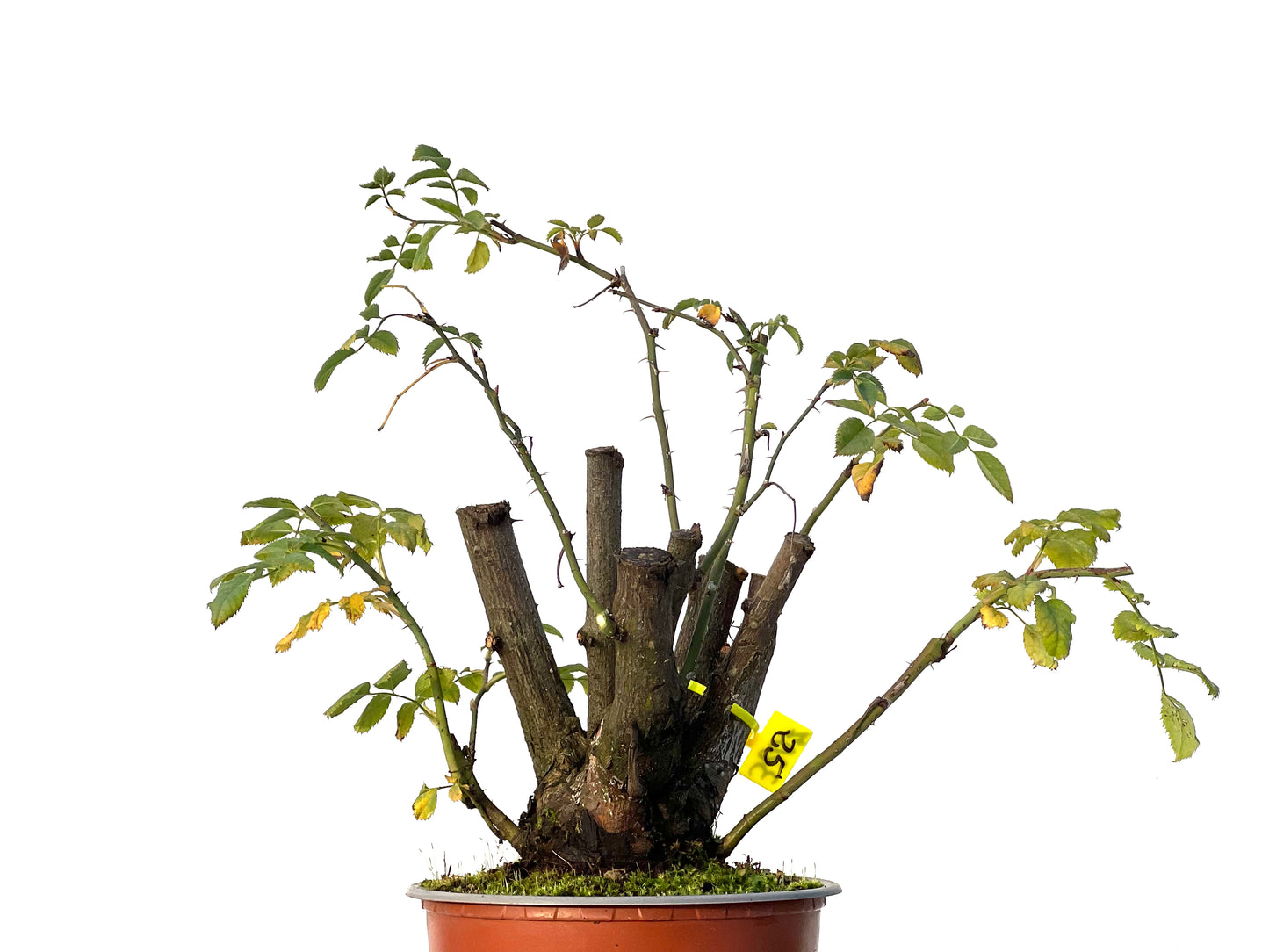Rosa Canina 3207