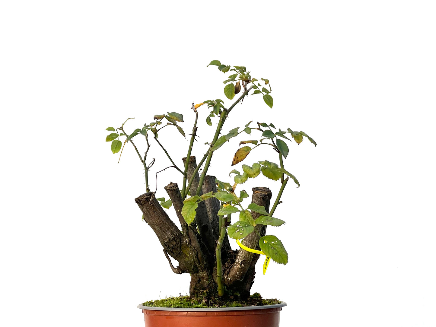 Rosa Canina 3207