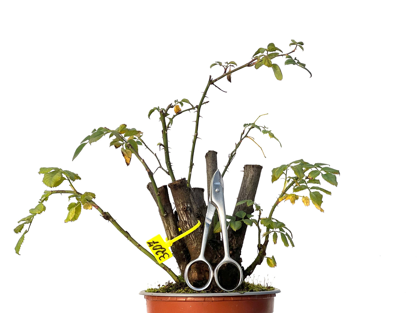 Rosa Canina 3207