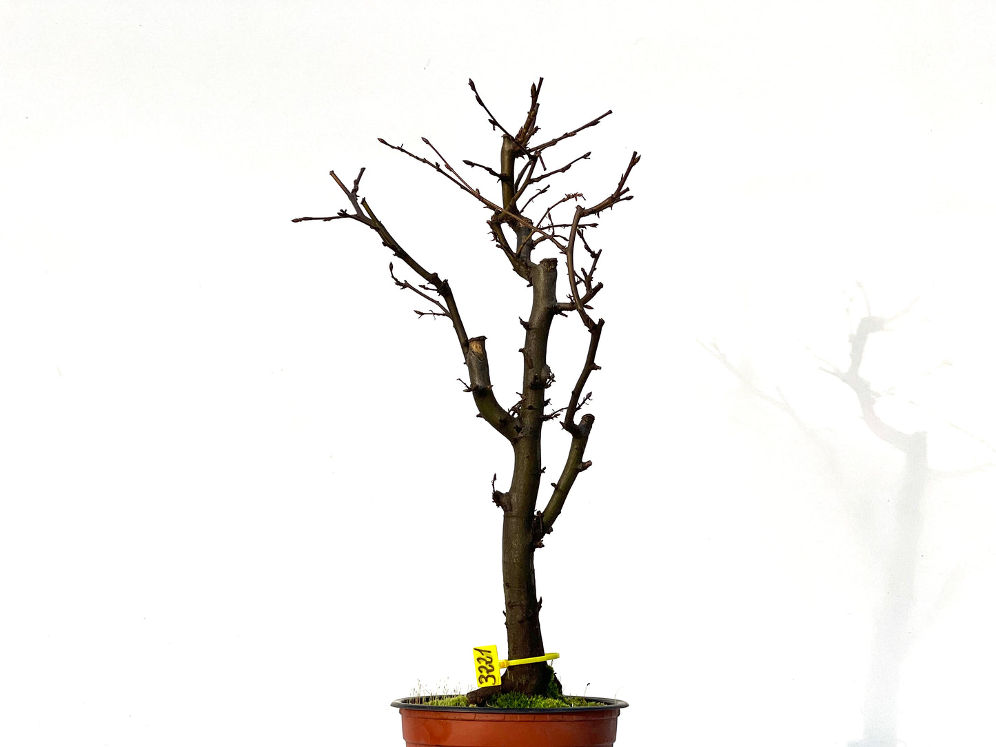 Carpinus Betulus 3221