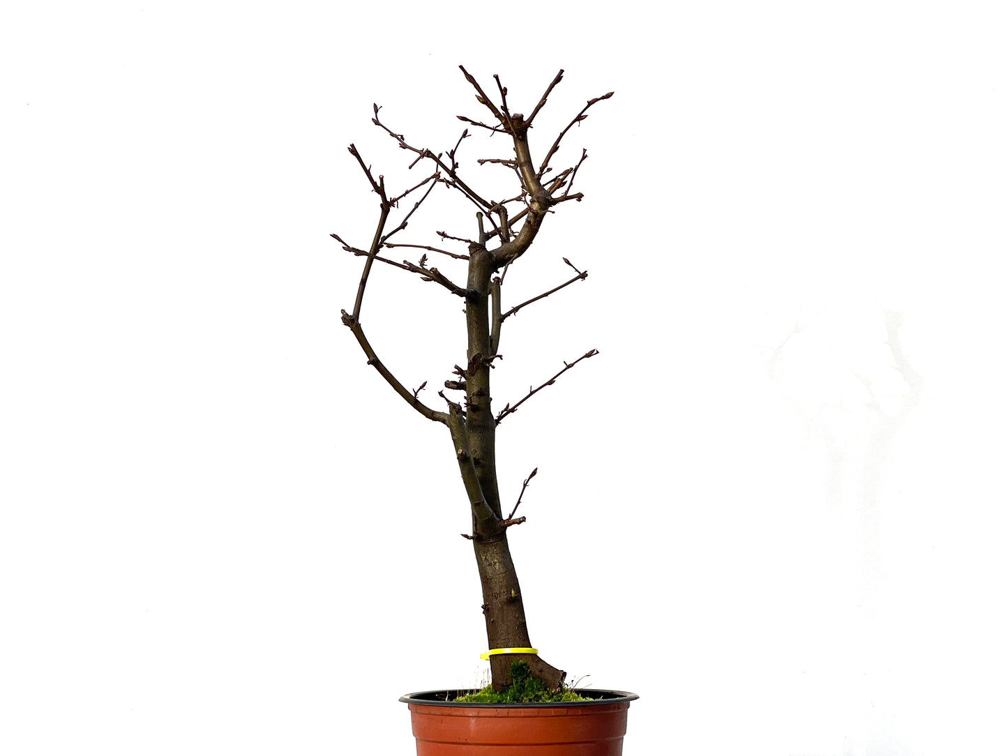 Carpinus Betulus 3221