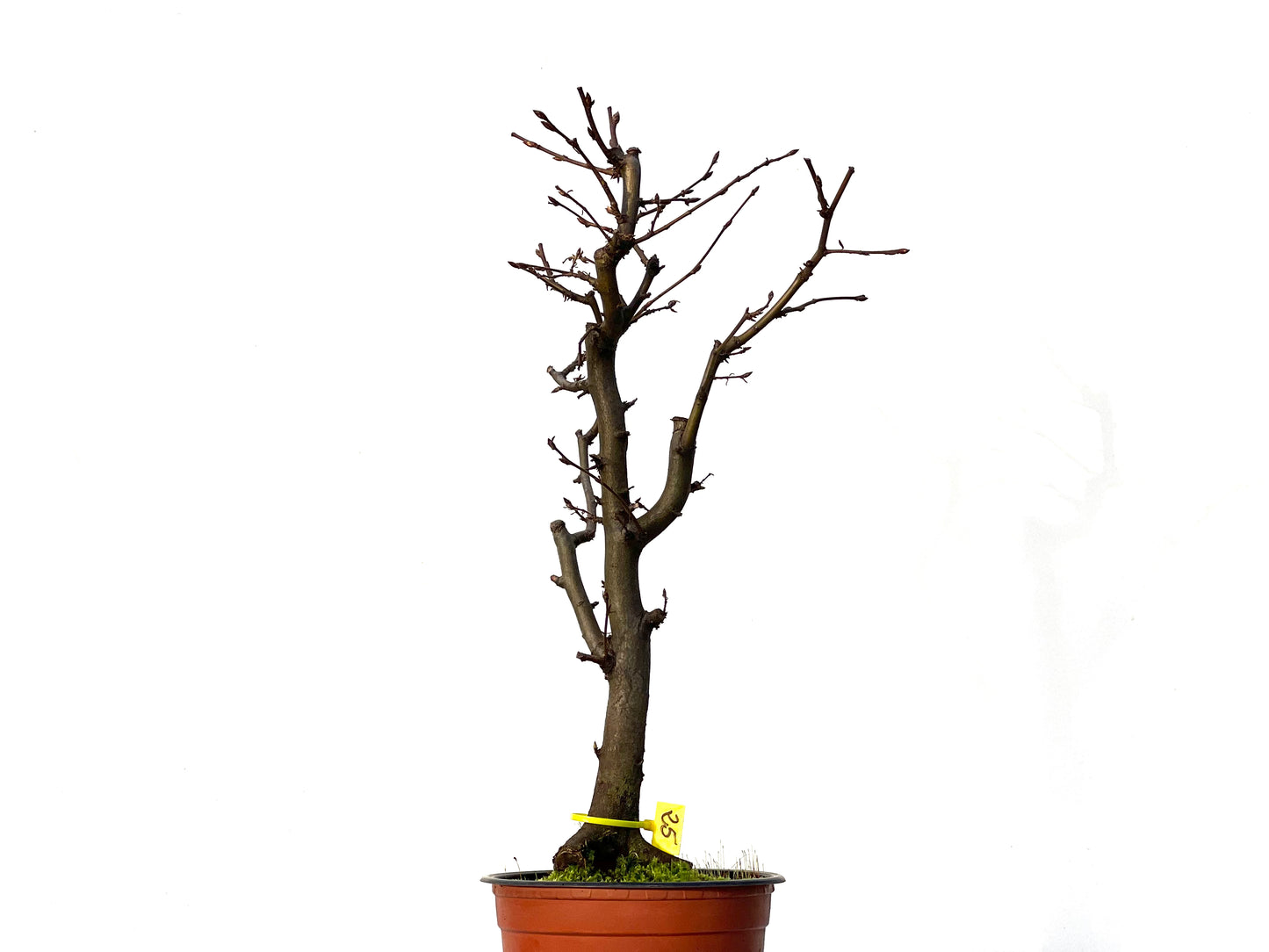 Carpinus Betulus 3221