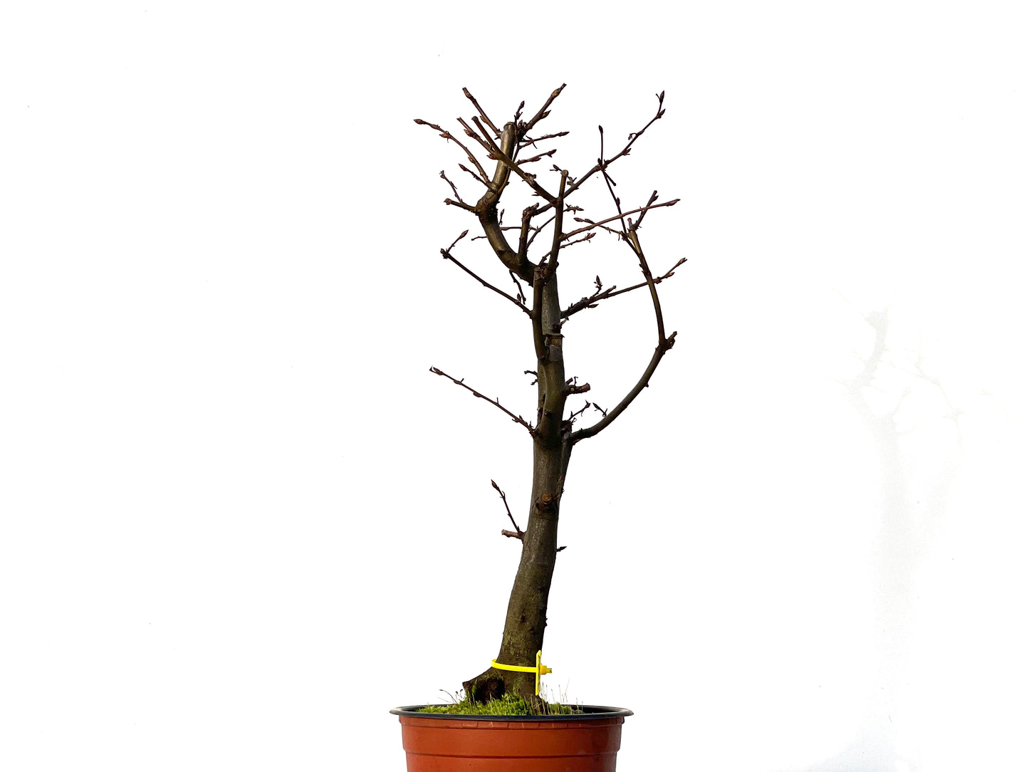 Carpinus Betulus 3221
