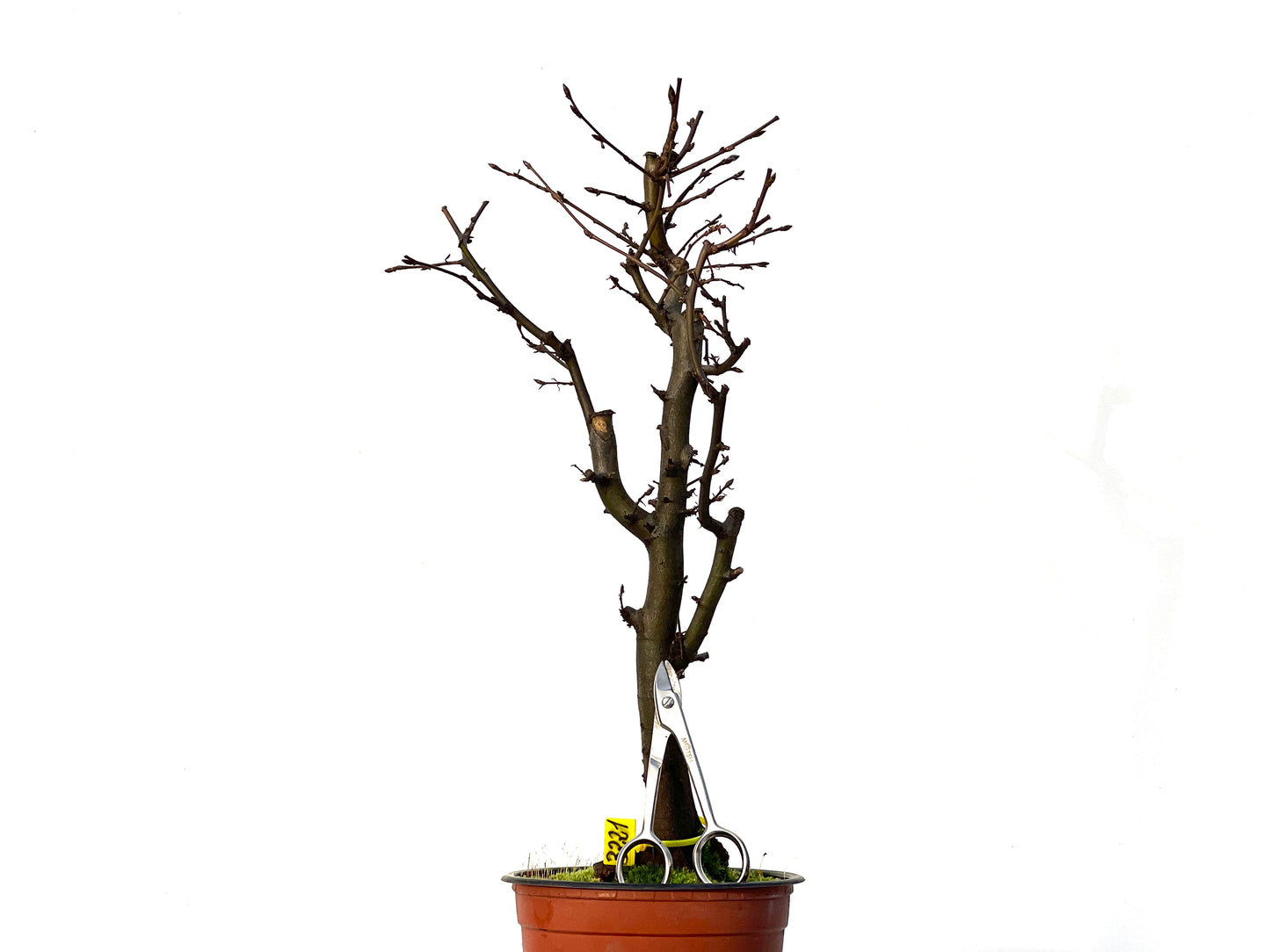 Carpinus Betulus 3221
