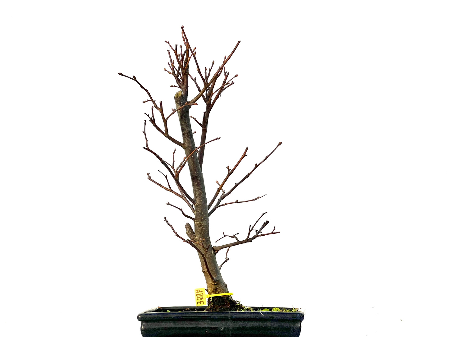 Tilo Cordata 3227