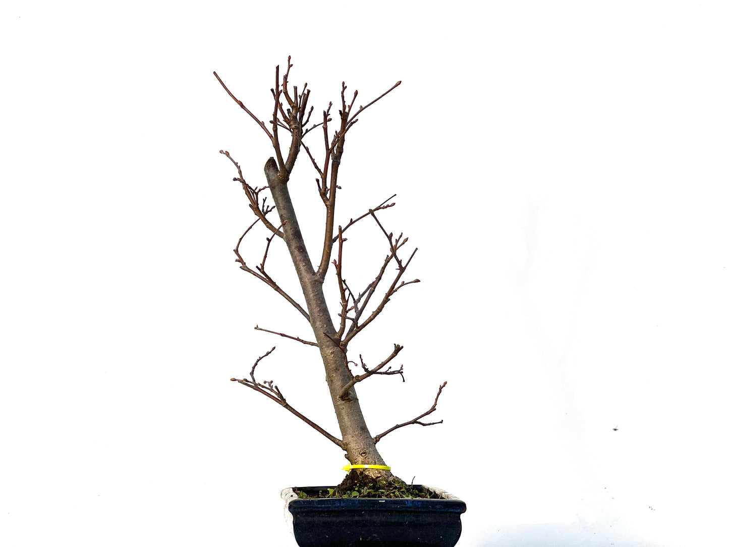 Tilo Cordata 3227