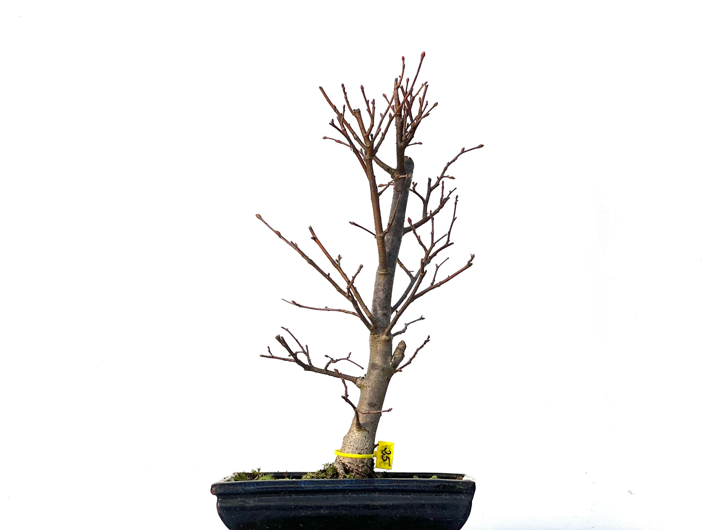 Tilo Cordata 3227