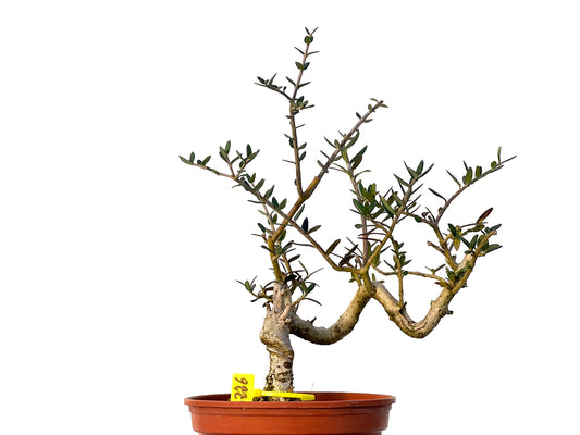 Olea Europaea Sylvestris 3226