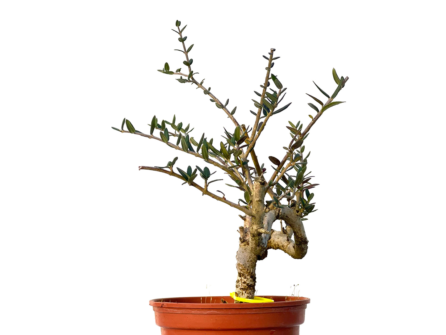 Olea Europaea Sylvestris 3226
