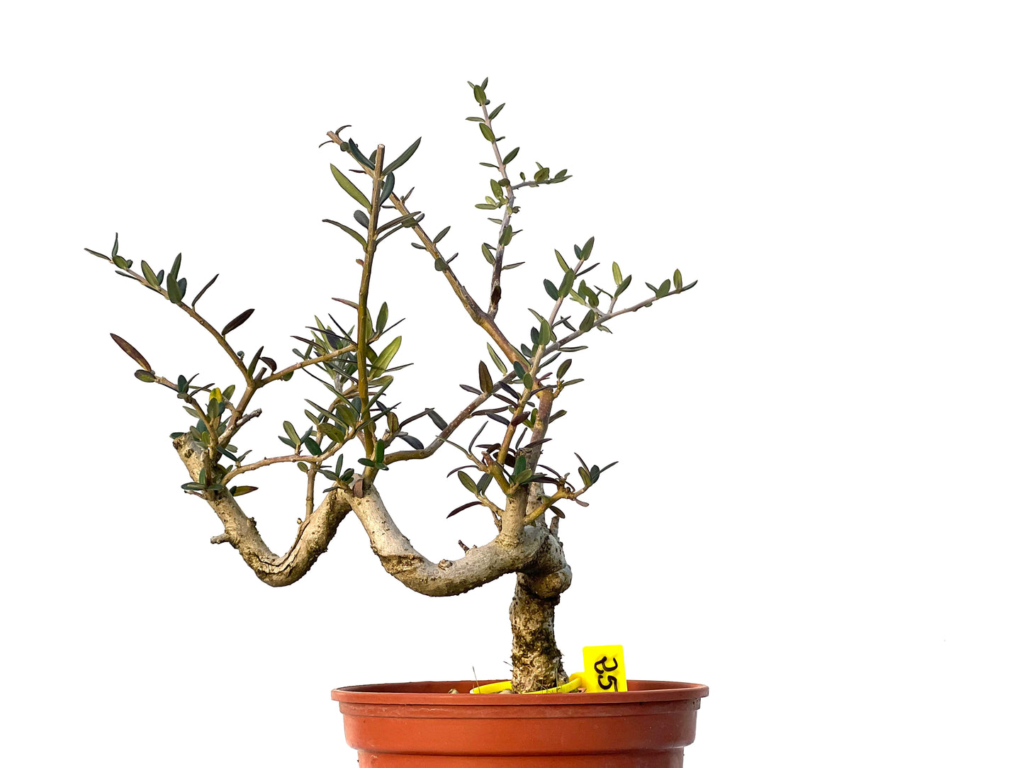 Olea Europaea Sylvestris 3226