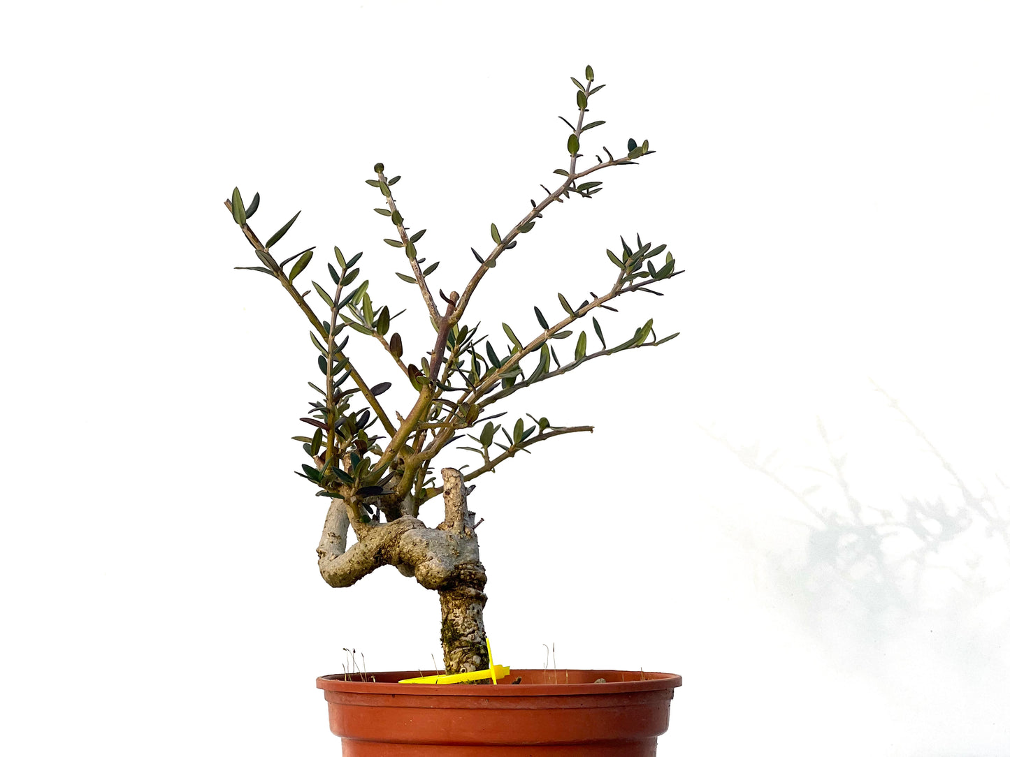 Olea Europaea Sylvestris 3226